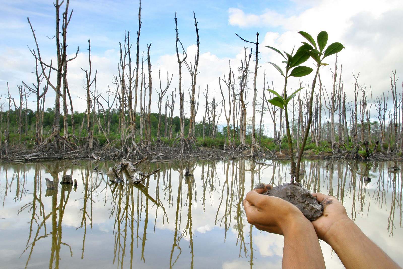 Perambahan Hutan Lindung Pesisir Sergai Harus Dihentikan Tobasatucom